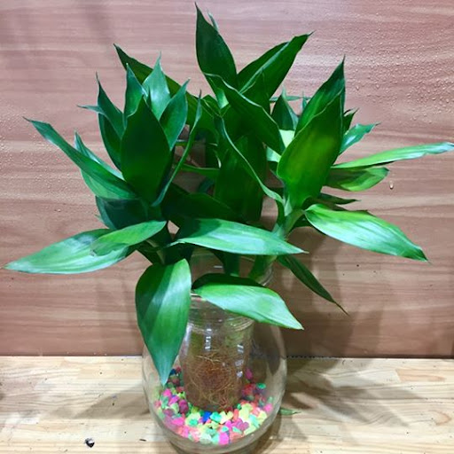 9 loai cay phong thuy hut cuc nhieu tai loc nha khong co mot cay thi qua dang tiec5 9 loai cay phong thuy hut cuc nhieu tai loc nha khong co mot cay thi qua dang tiec5