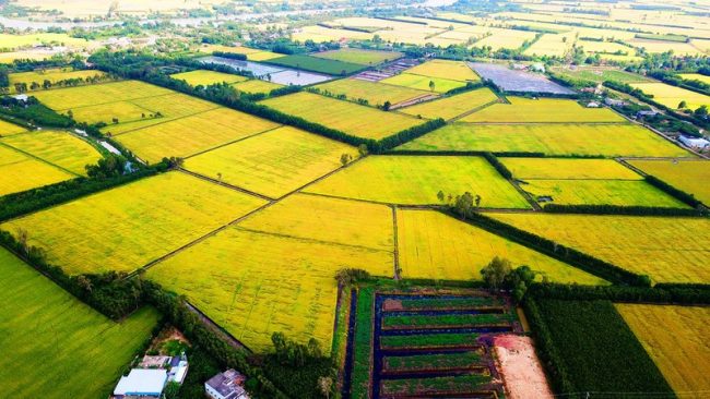 got chan asin va dieu bo truong muon nganh nong nghiep thuc tinh1 got chan asin va dieu bo truong muon nganh nong nghiep thuc tinh1