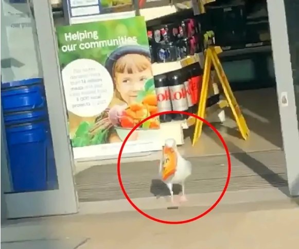 ke gian ngang nhien trom do trong sieu thi nhan vien thay nhung khong lam duoc gi ke gian ngang nhien trom do trong sieu thi nhan vien thay nhung khong lam duoc gi
