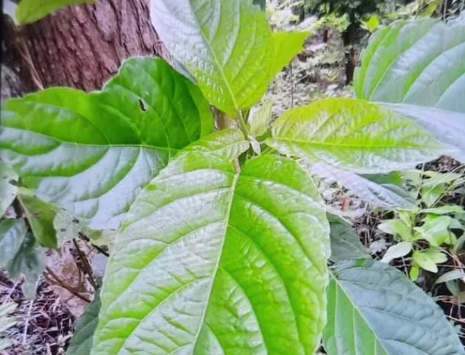 thanh nien 28 tuoi suy gan cap ton thuong than sau bua co co la du mai thanh nien 28 tuoi suy gan cap ton thuong than sau bua co co la du mai