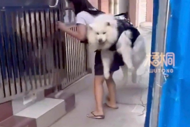 cho cung gap kho khi leo cau thang co gai co hanh dong gay xuc dong manh cho cung gap kho khi leo cau thang co gai co hanh dong gay xuc dong manh