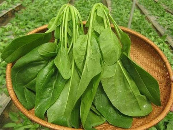 10 thuc pham co tac dung cuc tot trong viec chong hoi mieng2 10 thuc pham co tac dung cuc tot trong viec chong hoi mieng2