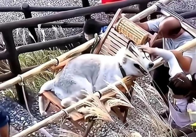 dan tinh chia phe tranh cai chuyen co gai thu han 2 nguoi khieng cho cung di ngam canh dan tinh chia phe tranh cai chuyen co gai thu han 2 nguoi khieng cho cung di ngam canh
