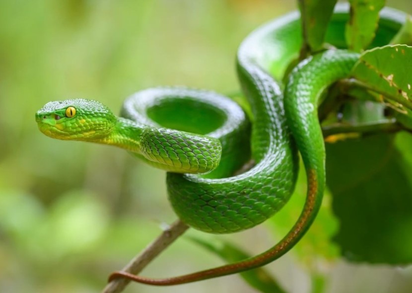 dak lak nguoi dan ong bi ran luc duoi do can tu vong khi di hai ca phe