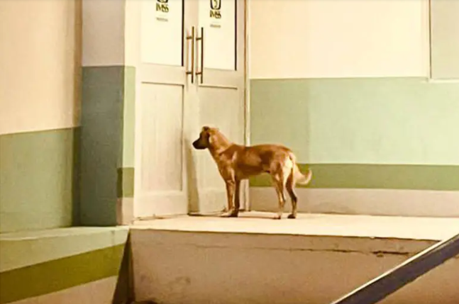 chu nhan mat tich 7 ngay chua tim thay chu cho cung co hanh dong gay ngo ngang1 chu nhan mat tich 7 ngay chua tim thay chu cho cung co hanh dong gay ngo ngang1