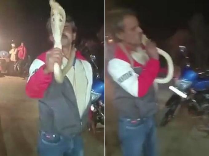 nguoi dan ong tu dua minh vao cua tu vi hanh dong lieu linh voi ran ho mang nguoi dan ong tu dua minh vao cua tu vi hanh dong lieu linh voi ran ho mang