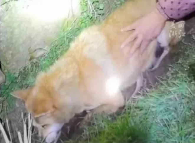 cho cung dot nhien bien mat nguoi phu nu khoc nhu mua khi nhan ra su that dau long cho cung dot nhien bien mat nguoi phu nu khoc nhu mua khi nhan ra su that dau long