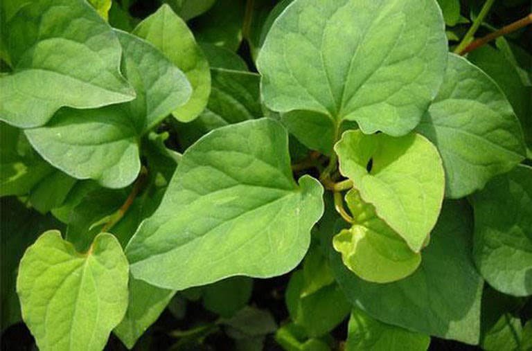 10 tac dung tuyet voi cua rau diep ca khong phai ai cung biet 10 tac dung tuyet voi cua rau diep ca khong phai ai cung biet