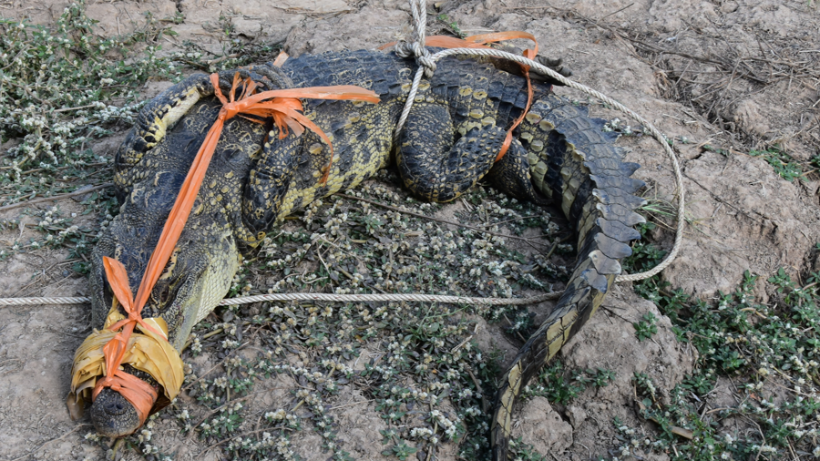 bac lieu phat hien ca sau nang 20kg ngay truoc san nha luc nua dem bac lieu phat hien ca sau nang 20kg ngay truoc san nha luc nua dem
