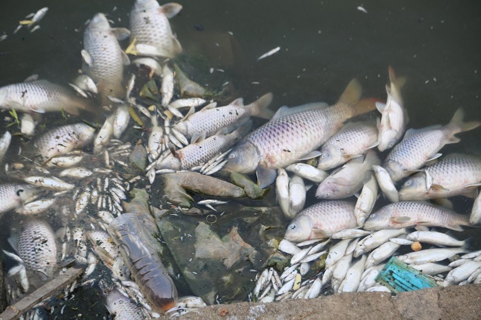 ha tinh ca chet hang loat noi trang tren mat ho dieu hoa bong son2