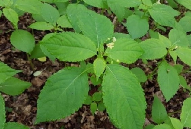 nguoi phu nu 70 tuoi nhap vien cap cuu sau khi dung la cay loc mai tri tao bon nguoi phu nu 70 tuoi nhap vien cap cuu sau khi dung la cay loc mai tri tao bon