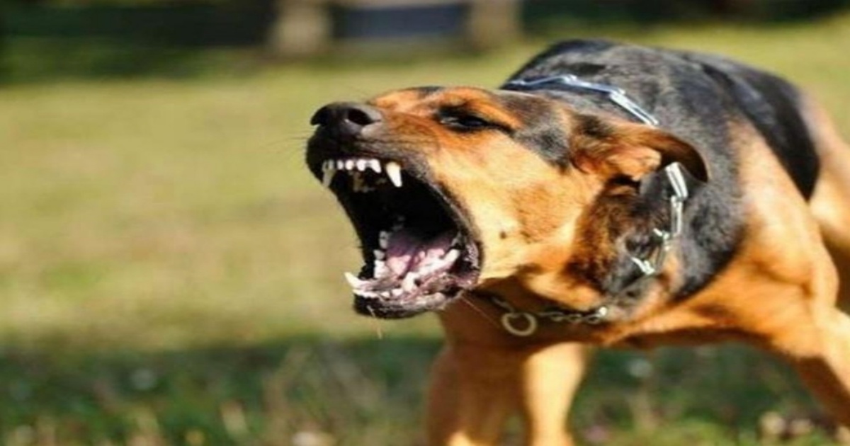 tin tuc doi song moi nhat ngay 782023 be 5 tuoi tu vong sau 40 ngay bi cho can tin tuc doi song moi nhat ngay 782023 be 5 tuoi tu vong sau 40 ngay bi cho can