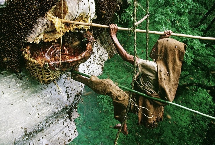 loai mat ong chi co o tho nhi ky gia hon 160 trieu dong kg3 loai mat ong chi co o tho nhi ky gia hon 160 trieu dong kg3