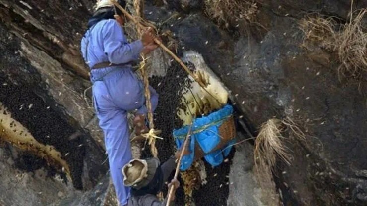 loai mat ong chi co o tho nhi ky gia hon 160 trieu dong kg4 loai mat ong chi co o tho nhi ky gia hon 160 trieu dong kg4