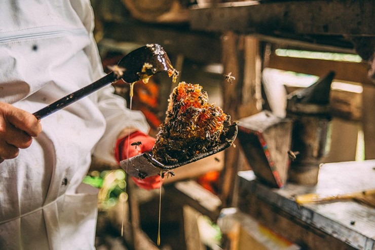 loai mat ong chi co o tho nhi ky gia hon 160 trieu dong kg6 loai mat ong chi co o tho nhi ky gia hon 160 trieu dong kg6