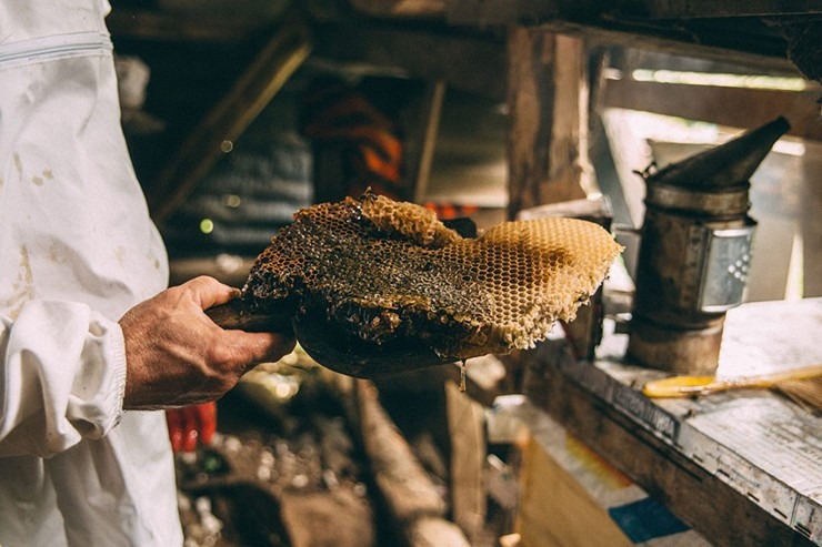 loai mat ong chi co o tho nhi ky gia hon 160 trieu dong kg7 loai mat ong chi co o tho nhi ky gia hon 160 trieu dong kg7