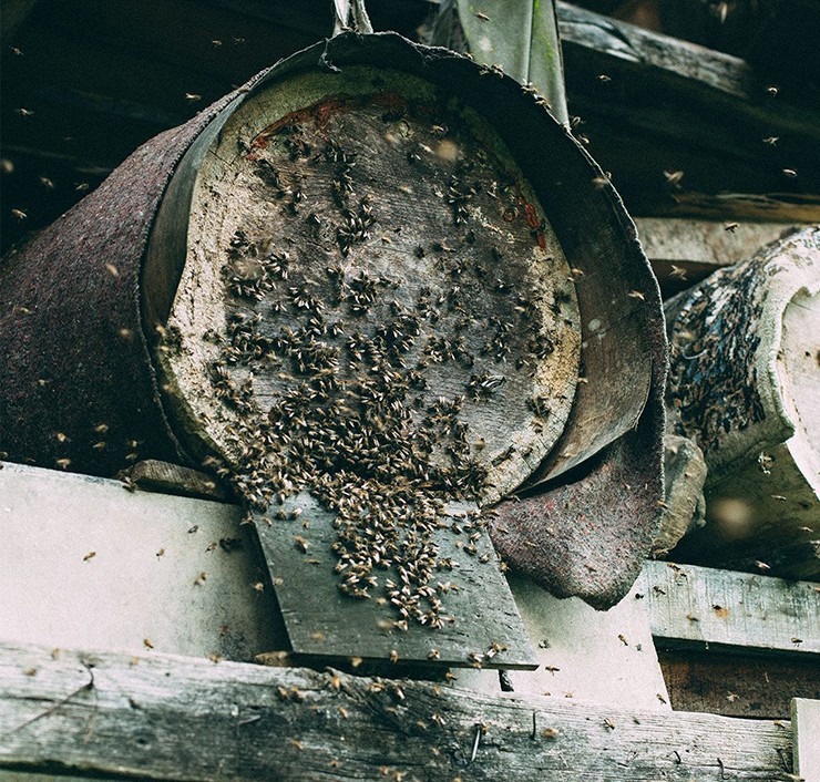 loai mat ong chi co o tho nhi ky gia hon 160 trieu dong kg9 loai mat ong chi co o tho nhi ky gia hon 160 trieu dong kg9