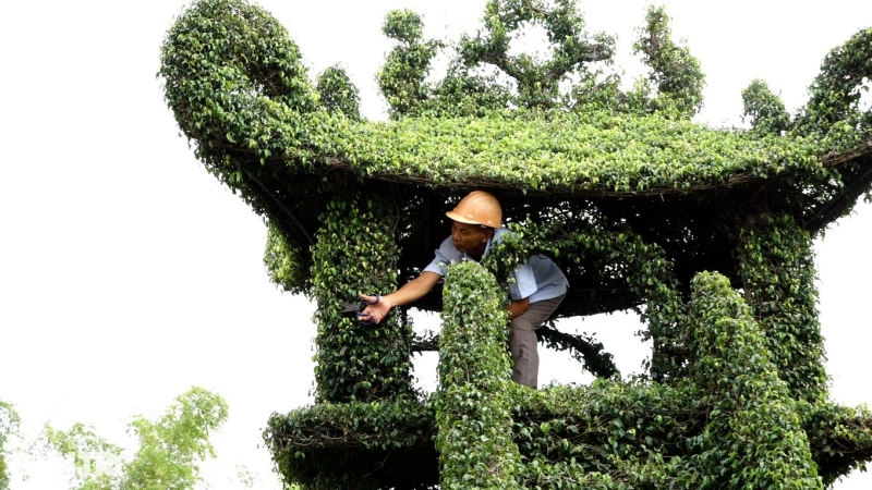 nguoi dan ong danh 15 nam de tao tac cay sanh giong chua mot cot duoc tra hang tram trieu dong2