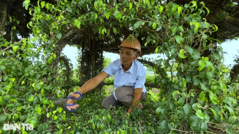 nguoi dan ong danh 15 nam de tao tac cay sanh giong chua mot cot duoc tra hang tram trieu dong3