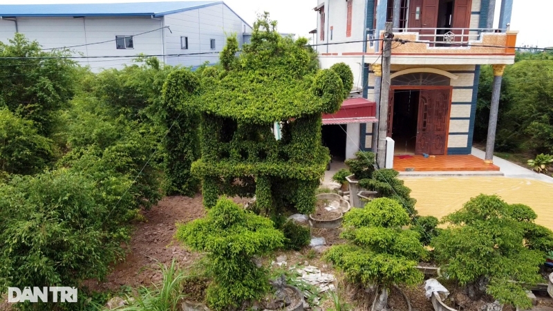 nguoi dan ong danh 15 nam de tao tac cay sanh giong chua mot cot duoc tra hang tram trieu dong6