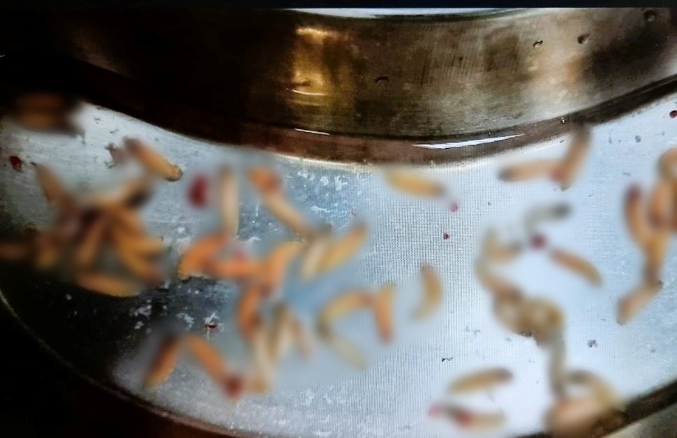 tin tuc doi song moi nhat ngay 10112023 hai hung phat hien hang chuc con doi trong hoc mui nguoi dan ong tin tuc doi song moi nhat ngay 10112023 hai hung phat hien hang chuc con doi trong hoc mui nguoi dan ong