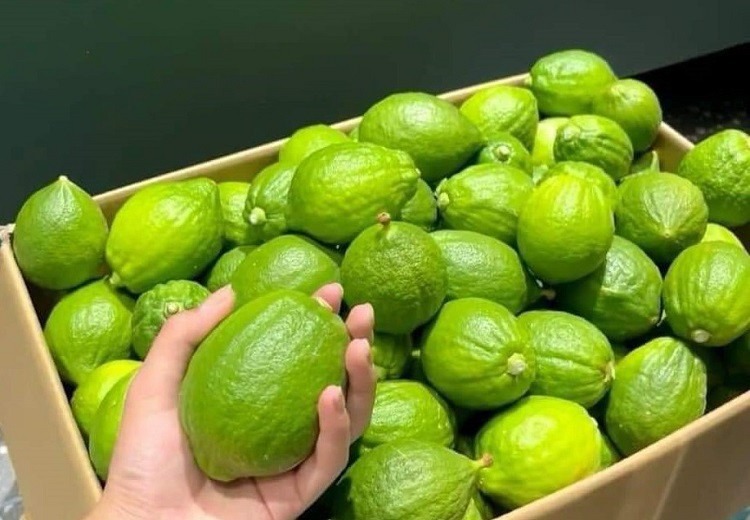 loai chanh dang duoc cac dau moi san lung gia cao nhung van ban dat nhu tom tuoi loai chanh dang duoc cac dau moi san lung gia cao nhung van ban dat nhu tom tuoi