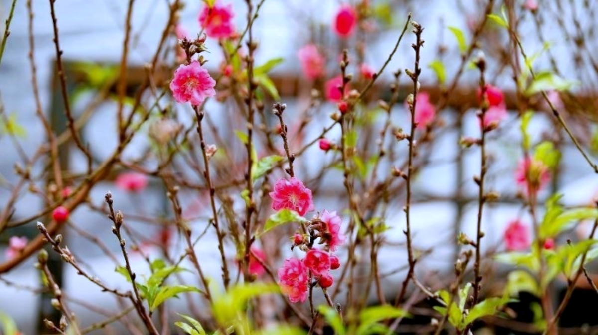 bo gddt nghiem cam bieu tang qua tet cho lanh dao cac cap duoi moi hinh thuc