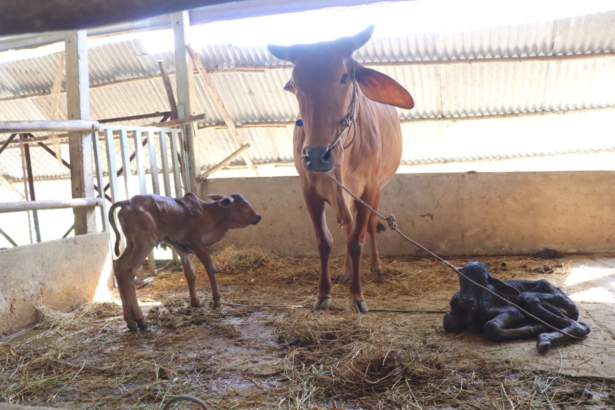 hi huu cap be sinh doi cach nhau 4 ngay o tay ninh