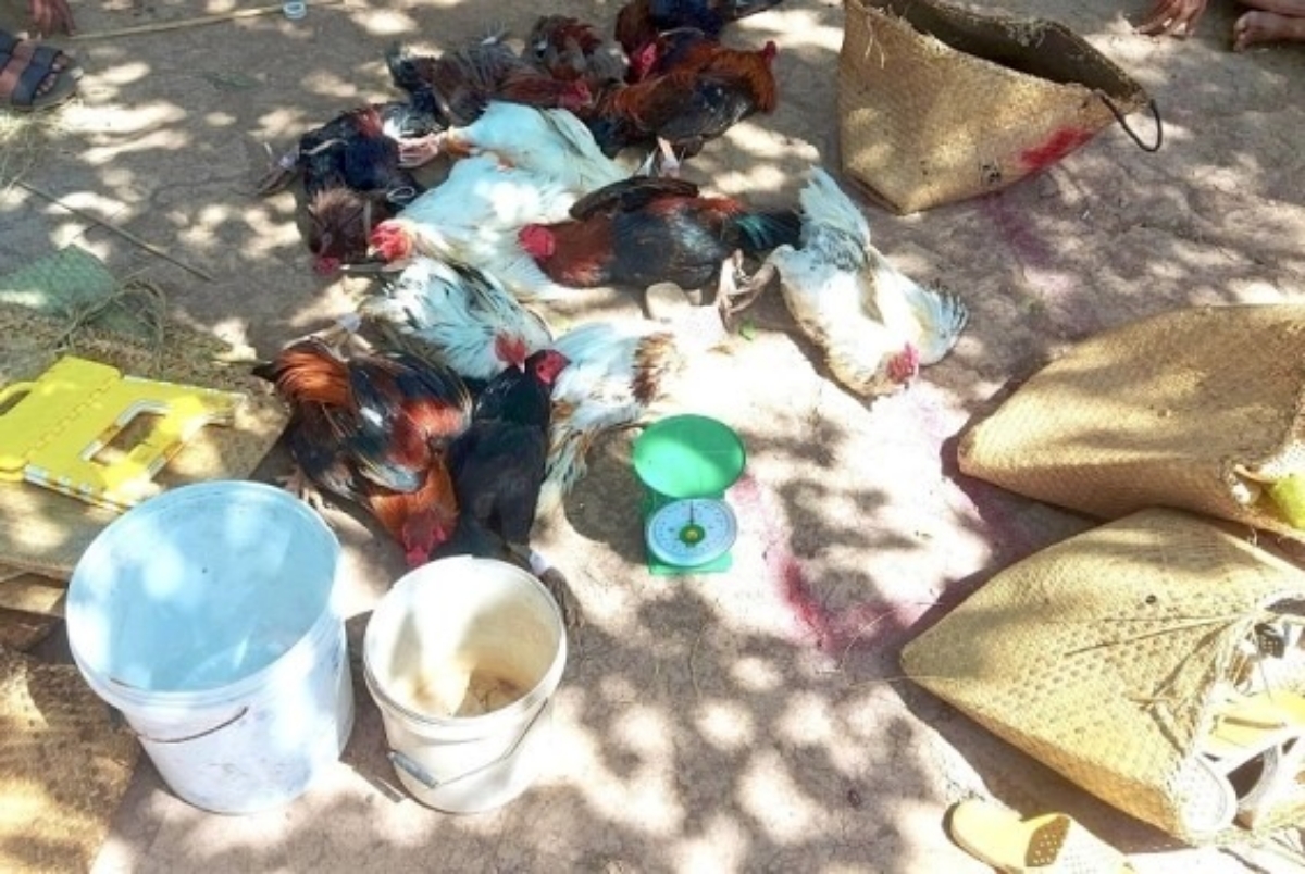 triet xoa tu diem da ga an tien o bac lieu bat giu 15 doi tuong triet xoa tu diem da ga an tien o bac lieu bat giu 15 doi tuong