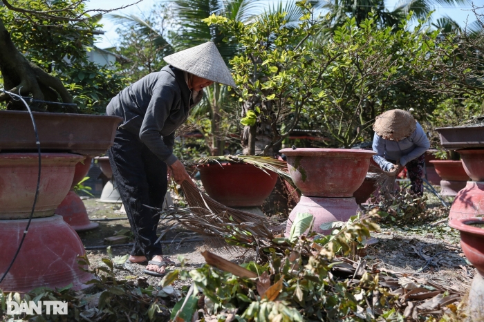 anh tphcm nha vuon chi tien trieu thue nguoi vat la mai dip tet nguyen dan6