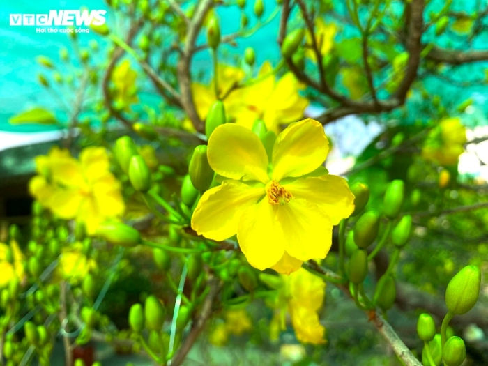 anh tphcm nha vuon chi tien trieu thue nguoi vat la mai dip tet nguyen dan8