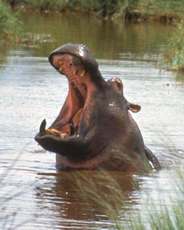 hippo3 hippo3