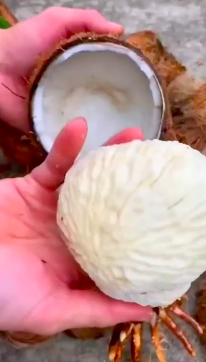 bo dua kho 3 bo dua kho 3