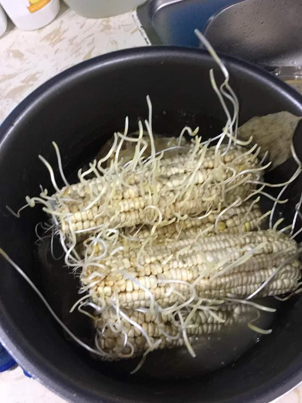co nang nao ca vang 3 co nang nao ca vang 3