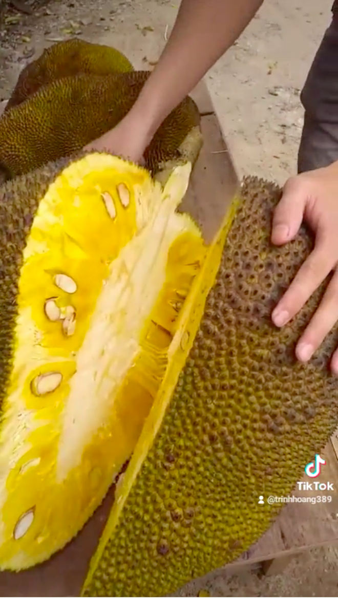 bo mit khong lo 2 bo mit khong lo 2