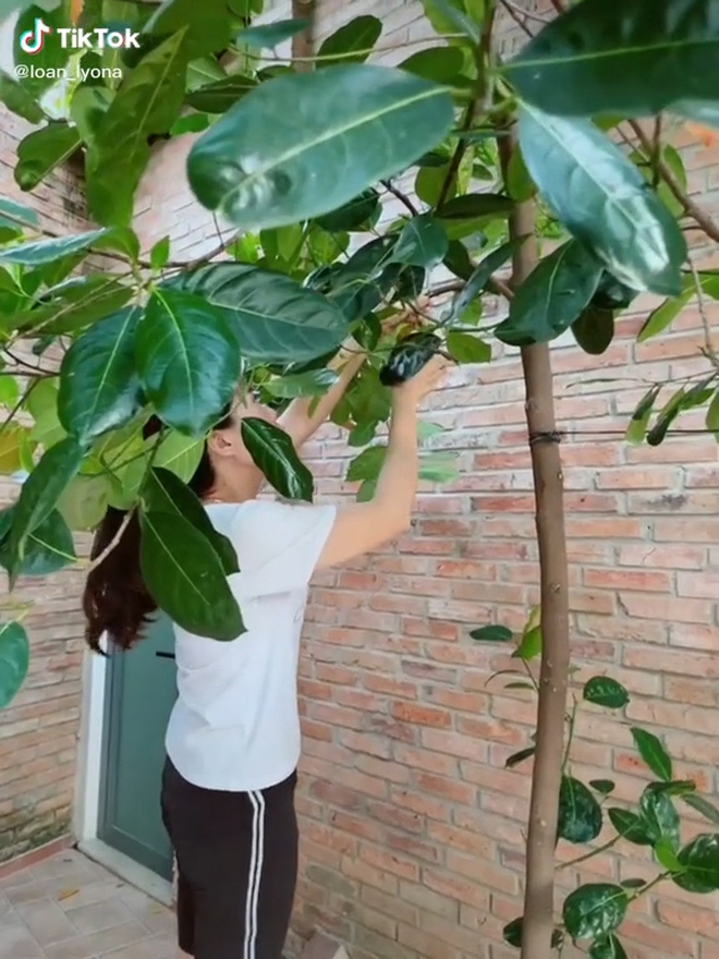 hai mit nha trong 1 hai mit nha trong 1