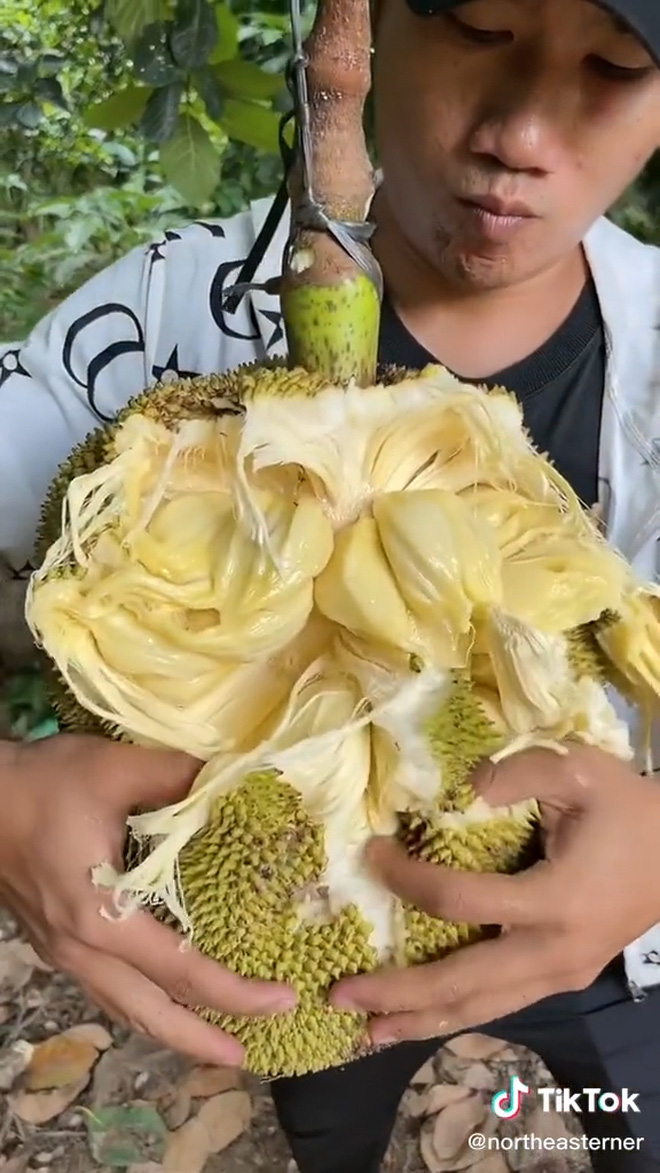 tay khong tach doi qua mit