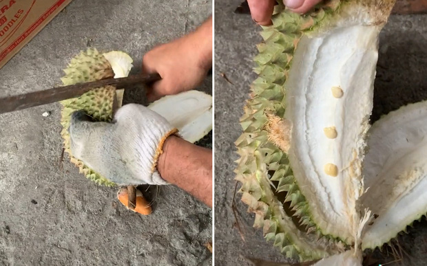 khui sau rieng 1 khui sau rieng 1