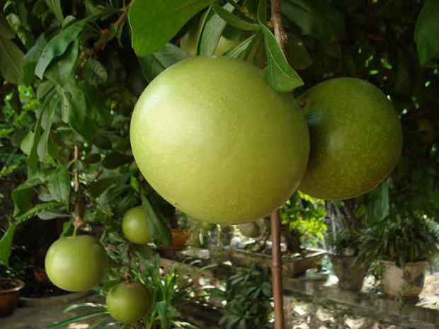 qua truong sinh 5