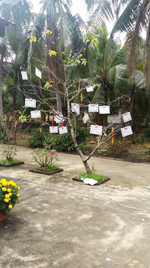 hoc sinh trang tri cay canh ngay tet 2