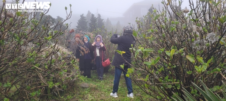 tuyet bao phu dinh mau son 2