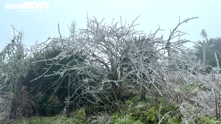 tuyet bao phu dinh mau son 5