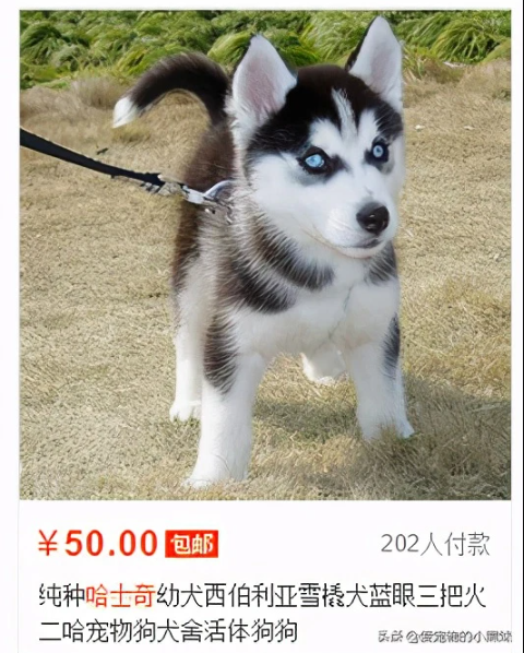 mua cho husky qua mang 1 mua cho husky qua mang 1