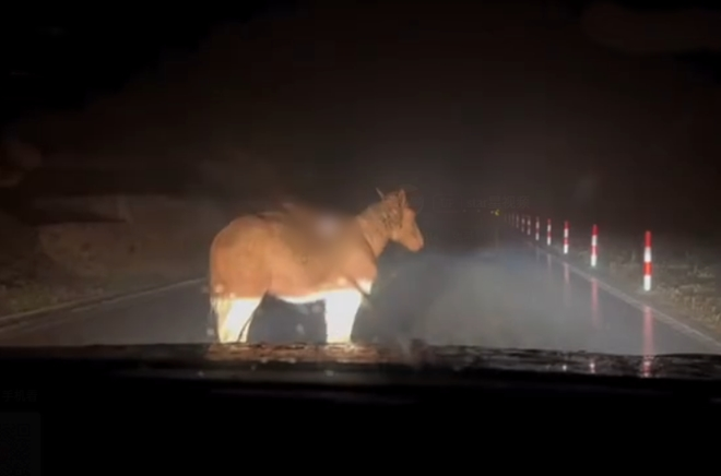 ngua hoang chan duong