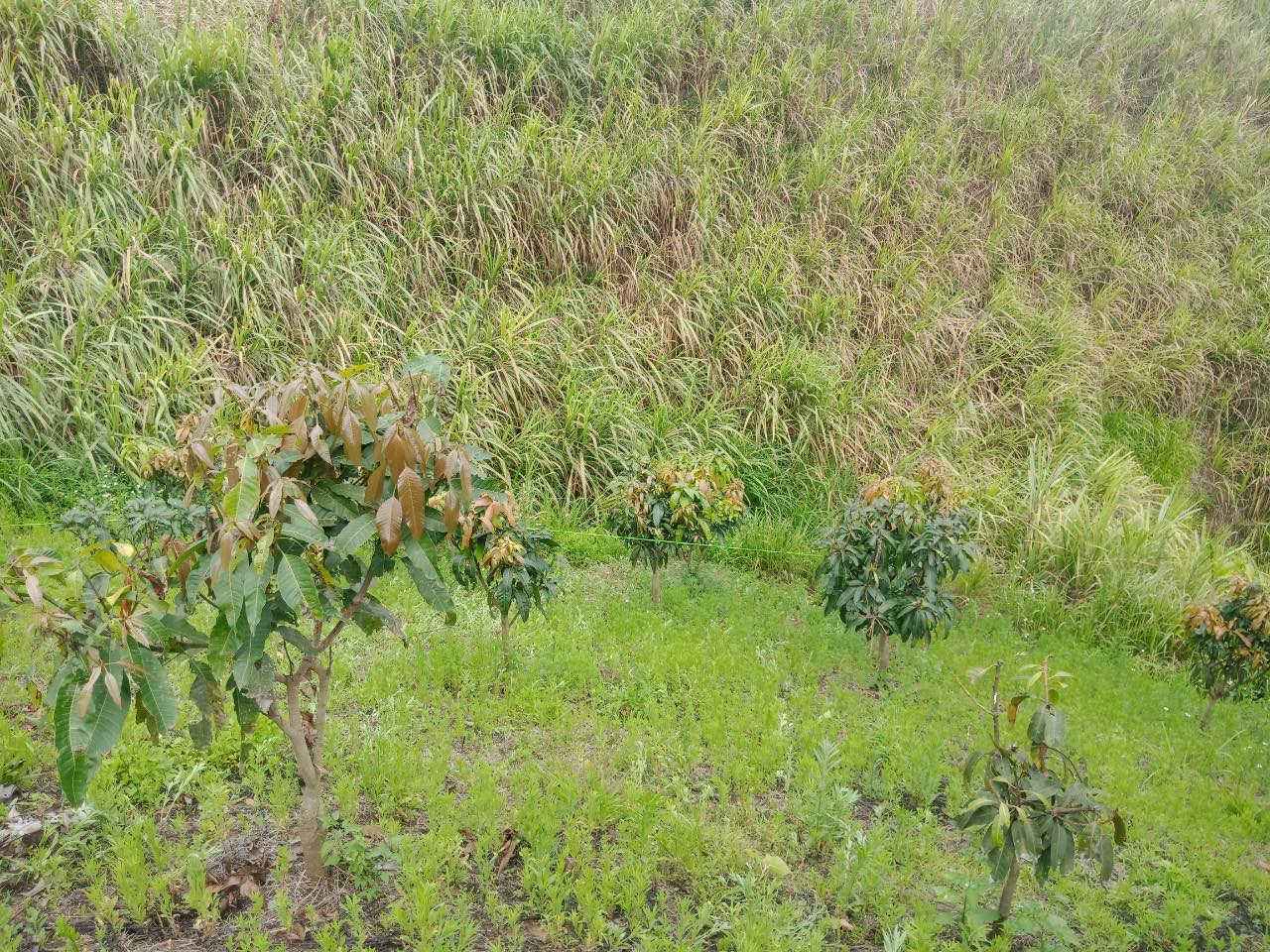 phat hien thi the nam sinh lop 8 tai nuong mia nghi bi sat hai phat hien thi the nam sinh lop 8 tai nuong mia nghi bi sat hai