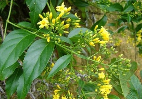 bat canh cai vi la he lo toi ac kinh hoang cua ten sat nhan bua trua dinh menh ky 2 bat canh cai vi la he lo toi ac kinh hoang cua ten sat nhan bua trua dinh menh ky 2