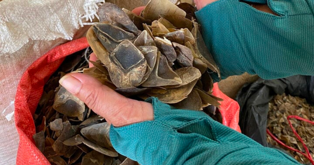 ham loi lam lieu con re va me vo bi bat giam 1