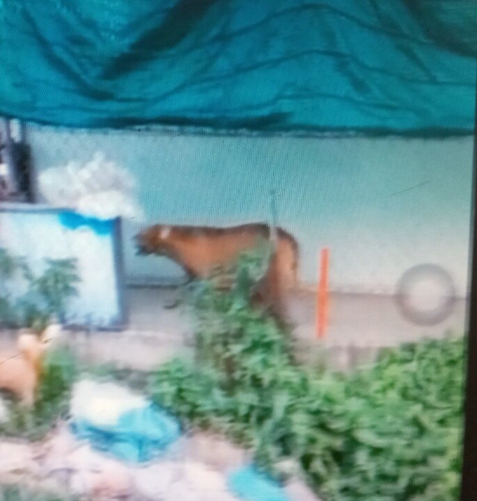 cho pitbull 60 kg can chet nguoi dan ong trong quan ca phe 9 cho pitbull 60 kg can chet nguoi dan ong trong quan ca phe 9
