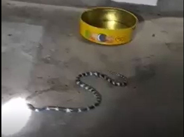 di ve sinh luc nua dem nguoi dan ong ta hoa khi bi ran cap nia dai 1m chan duong di ve sinh luc nua dem nguoi dan ong ta hoa khi bi ran cap nia dai 1m chan duong