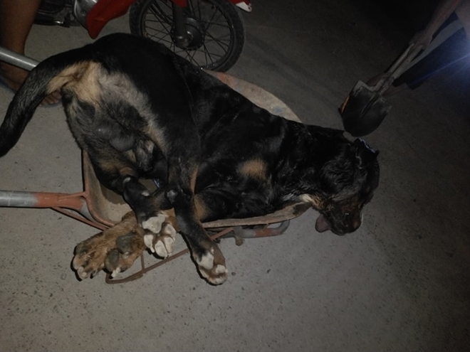 kinh hai canh cho pitbull nang gan 60kg bi ran ho mang can chet tai cho kinh hai canh cho pitbull nang gan 60kg bi ran ho mang can chet tai cho